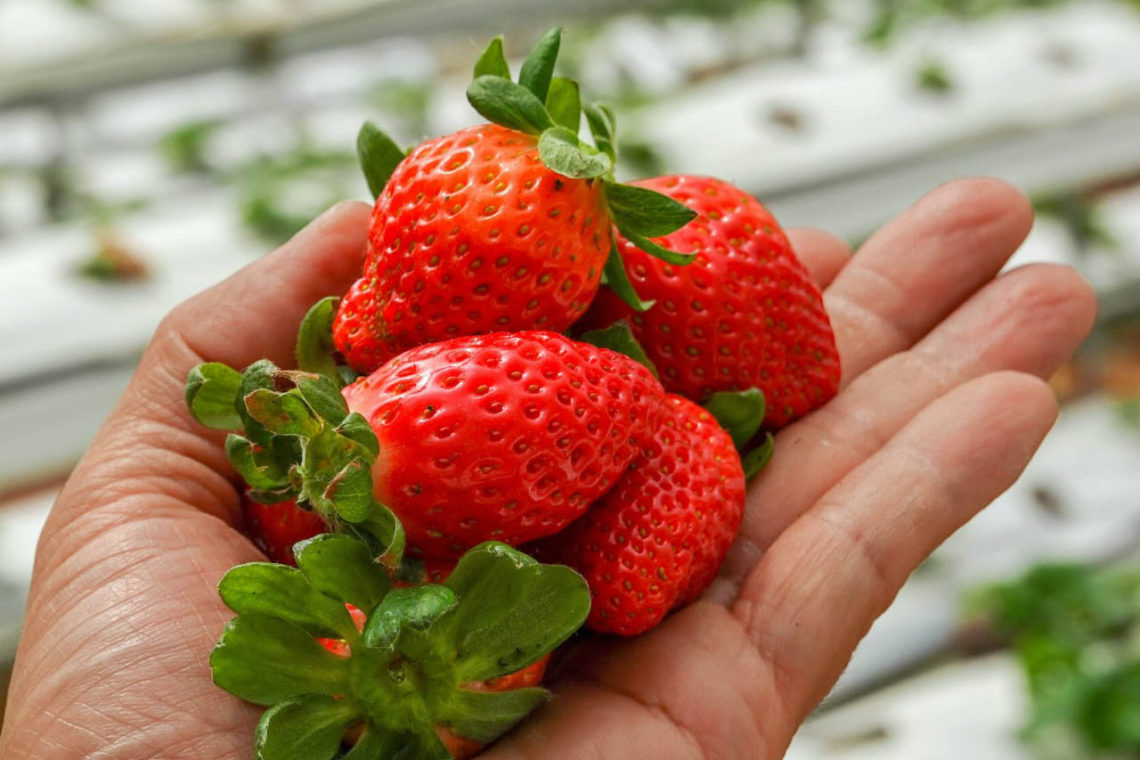 Kỹ thuật trồng dâu tây