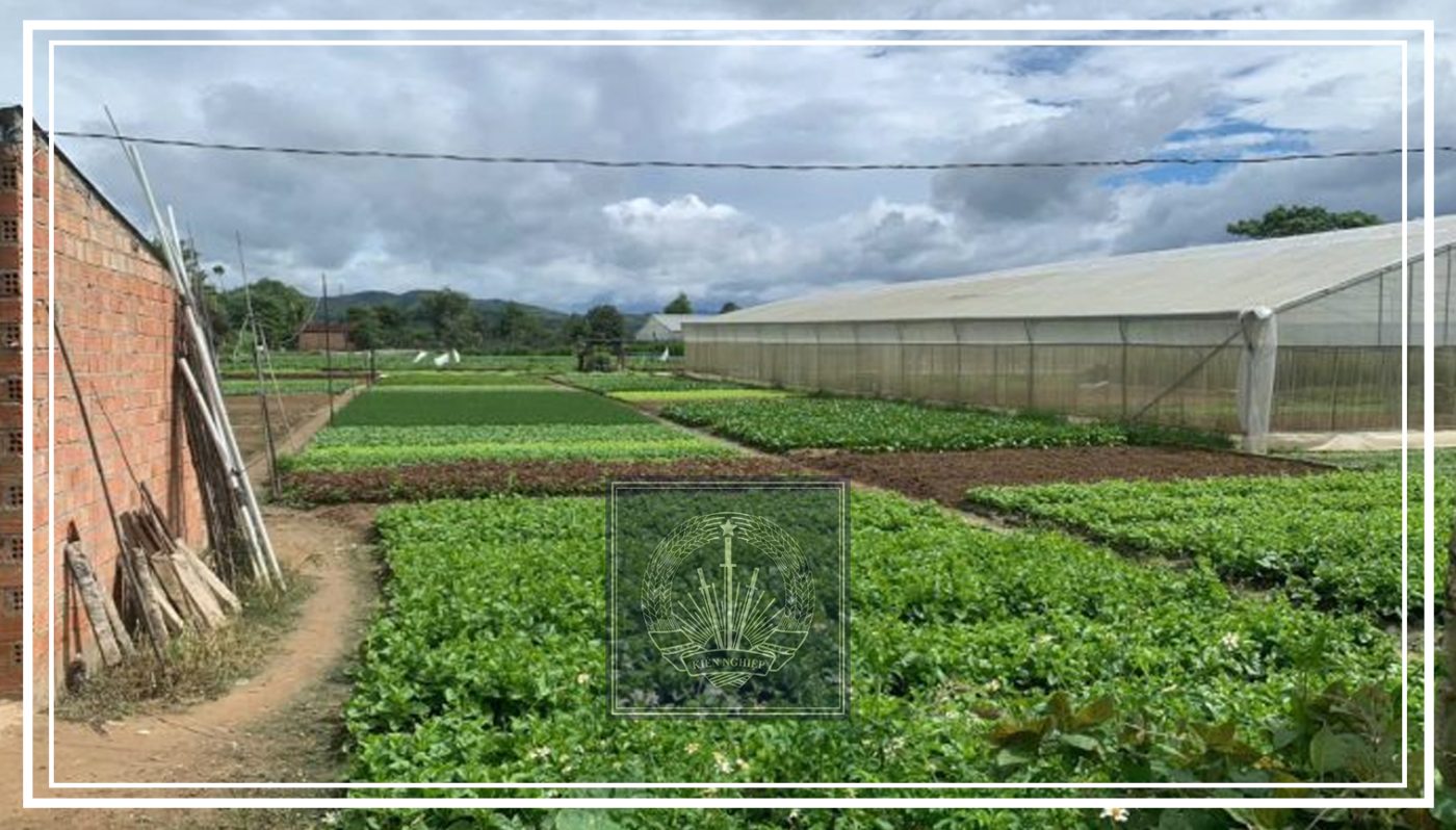 Khu vực trồng rau tại Kon Tum