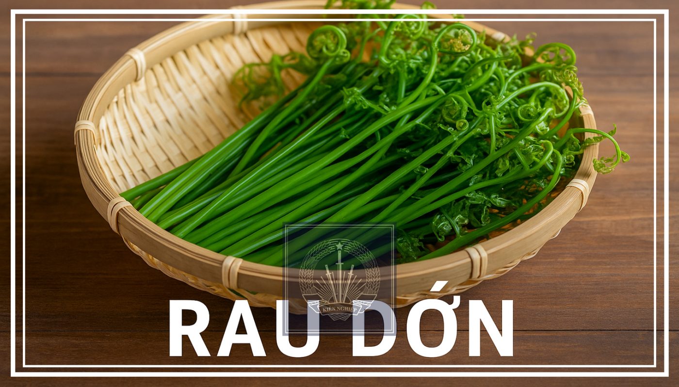 Rau Dớn Kon Tum – Món Quà Xanh Từ Rừng