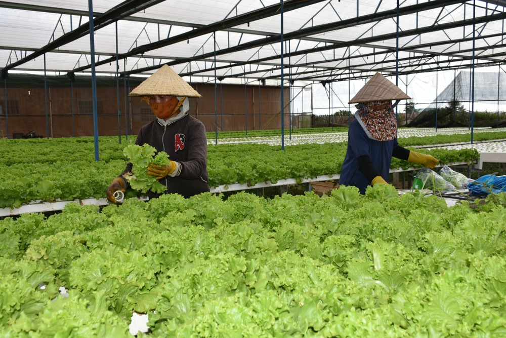 Bức tranh nông nghiệp Việt Nam năm 2024